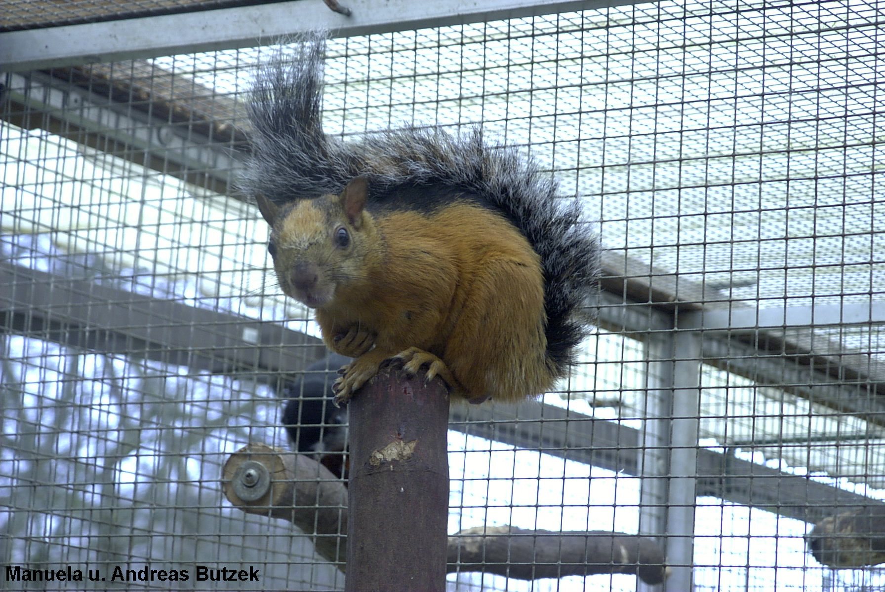 Sciurus variegatoides Atrirufus