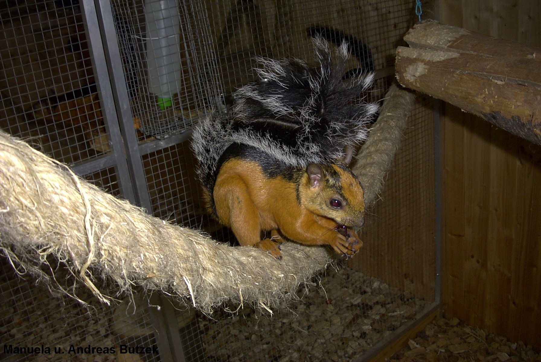 Sciurus variegatoides Atrirufus