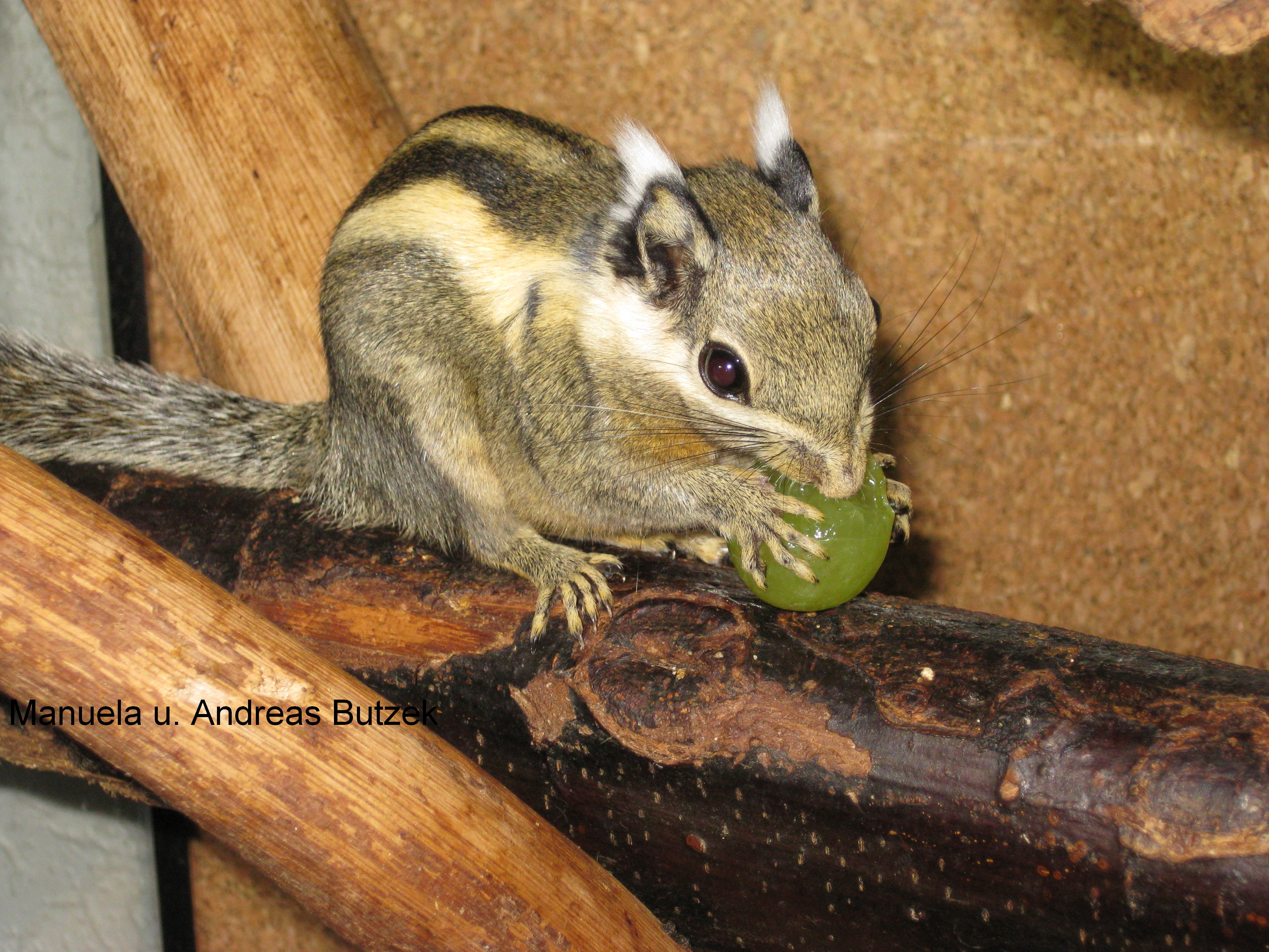 Tamiops Macclellandi