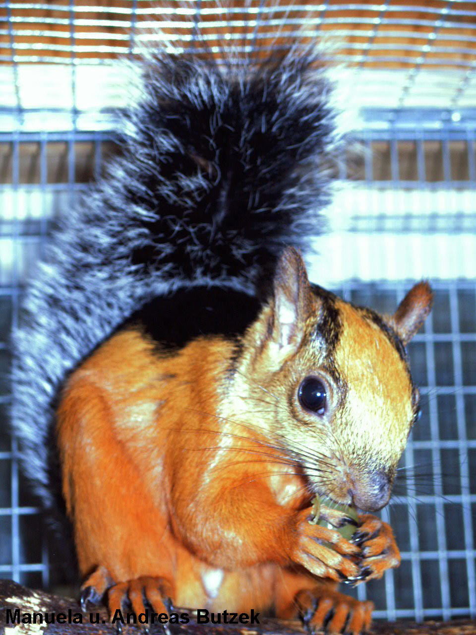 Sciurus variegatoides Atrirufus