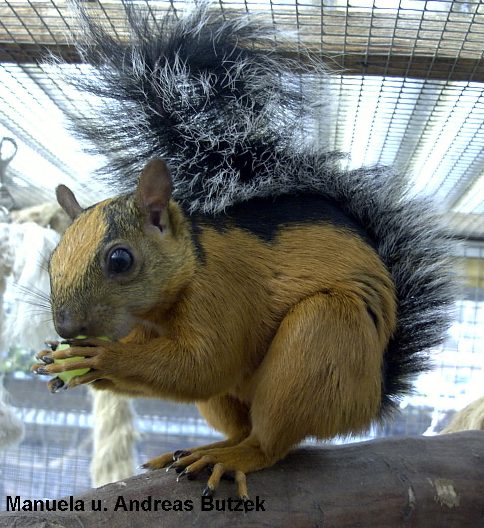 Sciurus variegatoides Atrirufus